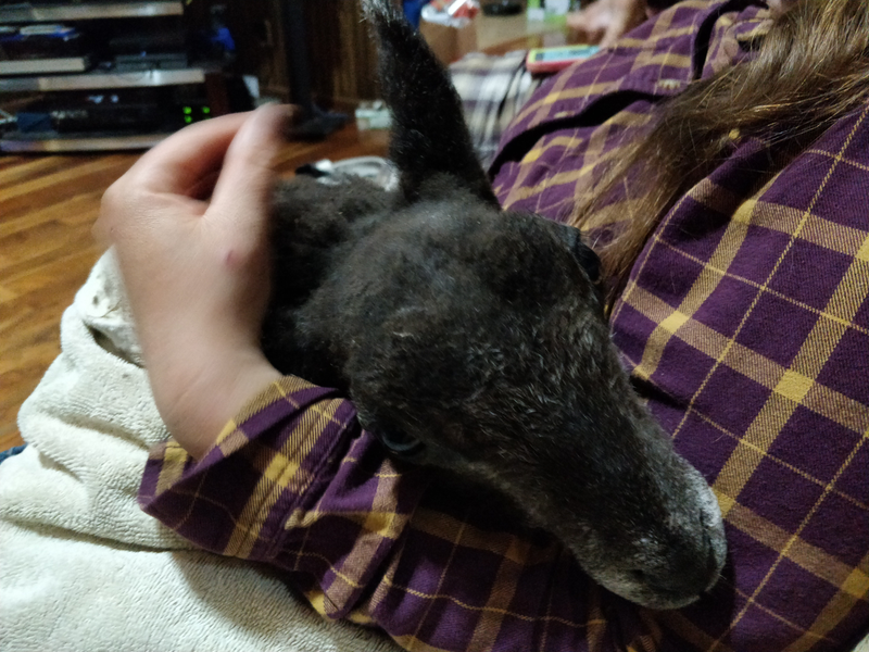 See, I am cute lamb.